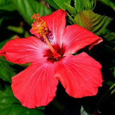 The Hypertension Breakthrough: Hibiscus Revealed as Nature's Mighty Blood Pressure Buster