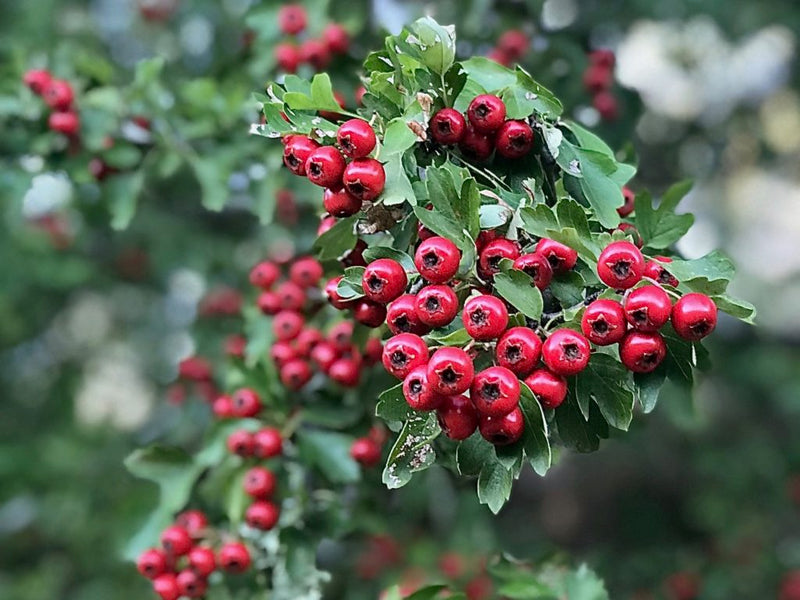 Nature's Hidden Secret: Discover the Remarkable Power of Hawthorn Berry to Lower Blood Pressure Safely and Effectively!